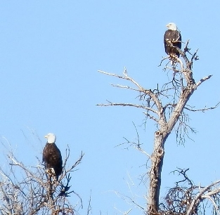 Two Bald Eagle seen on Salt River Buff