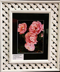 1st Place Flowers, Plants, Trees by Becky DeFord - Miniature Roses