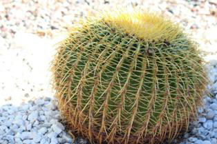 'Arizona Cactus' by Nydia Pobran