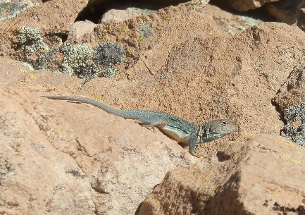 Crotaphytus collaris on the trail to Tortilla Ranch - March 10, 2014