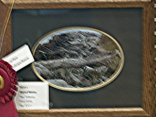 Nature/Landscape:  2nd place: Darrel Moses