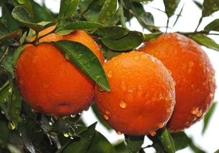 Oranges in Winter - Kay Zelko  2017 Photo Show